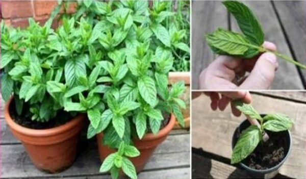 Voici 12 raisons pourquoi vous devriez planter la menthe chez vous….